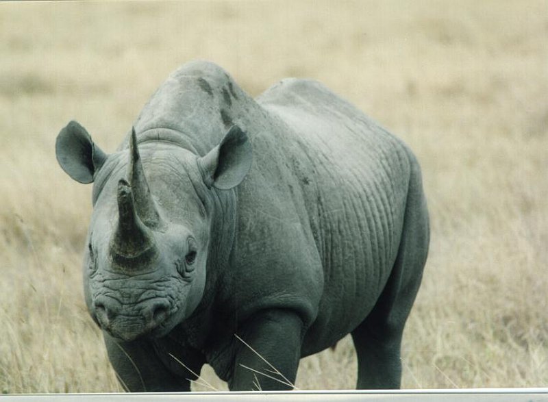 Носорог. Гибрид носорога. Носорог фото. Зеленый носорог.