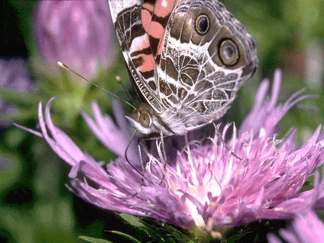 00016042.jpg - Handmade Software, Inc. Image Alchemy v1.9.1