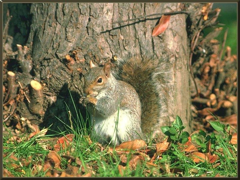 Белка 12. Шерсть белки. Sciurus Granatensis.