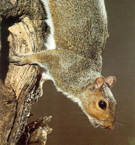 Роды белки. Семейство белок (Sciuridae). Грызуны из рода белки относятся к классу. Грызун которое похоже на белку и кролика. Систематическая категория белка обыкновенная.